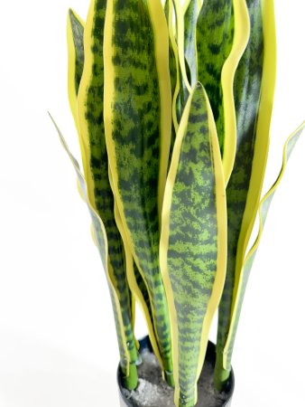 Сансевиерия со светло-желтой каймой в кашпо 60 см