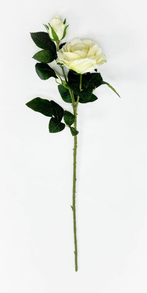 Роза "Булевард" молочная