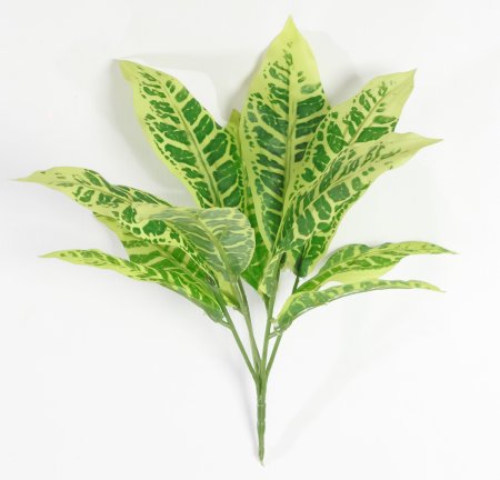 картинка Кротон от магазина KALINA