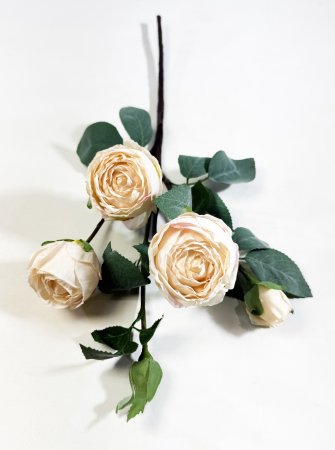 Ветка пионовидной розы "Октава" чайная