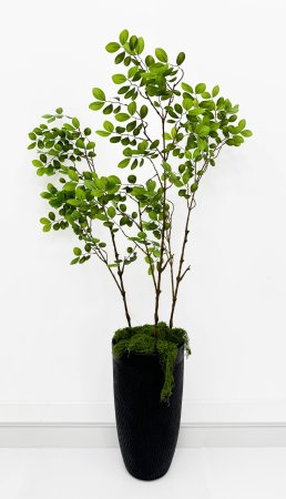 картинка Зизифус экзотический на высокой ноге от магазина KALINA