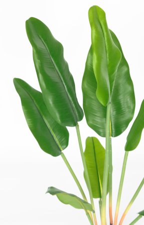 Куст банана малый 80 см.