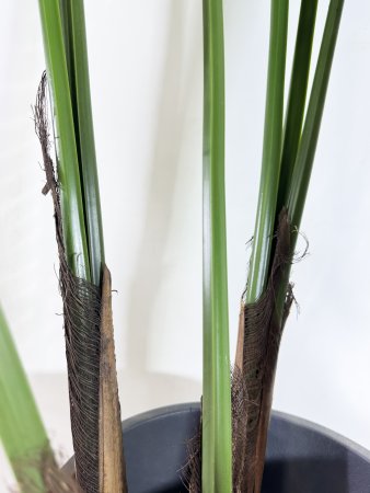 Пальма "Дипсис" 9 листов 130 см БЕЗ КАШПО