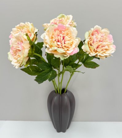 Пион "Облако нежности" светло-персиковый