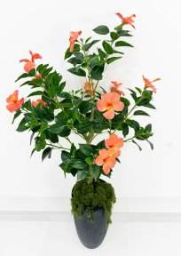 Куст гибискуса персик БЕЗ КАШПО