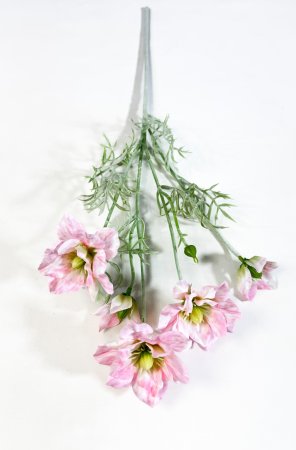 Клематис розовый