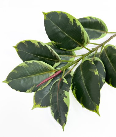 картинка Ветка Эластика Тинеке 13 листов от магазина KALINA