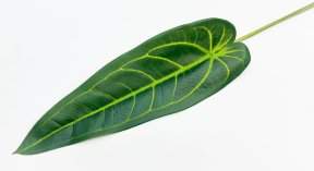 картинка Антуриум "Варока лето" от магазина KALINA