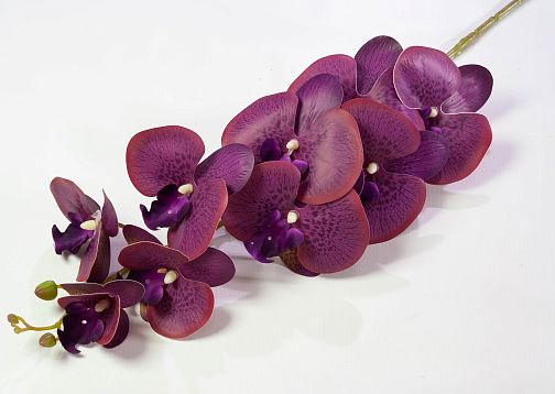Ветка орхидеи 13 от магазина KALINA являющийся официальным дистрибьютором в России 