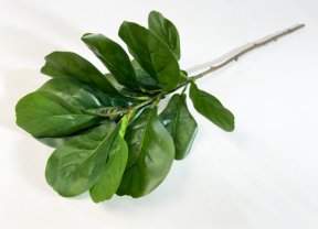 Ветка лирата 13 листов