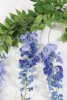 Глициния голубая