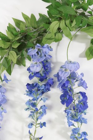 Глициния голубая