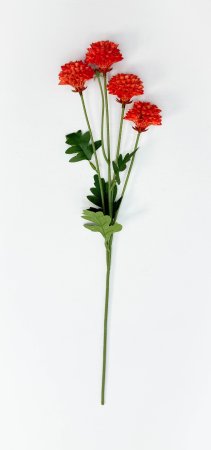 Георгин помпонный оранжевый