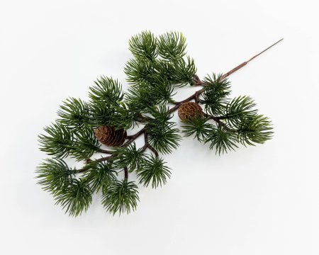 Бонсай с шишками