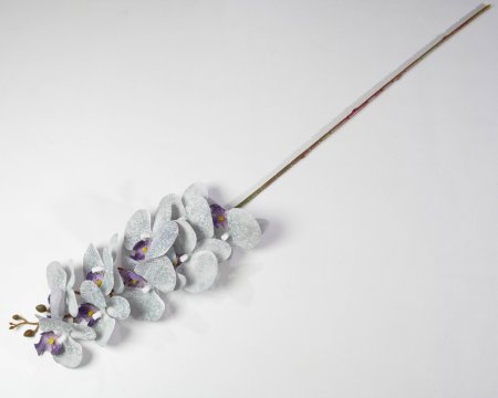 Ветка орхидеи Клеопатра 4