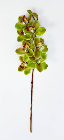 Орхидея Дендробиум Ванда зеленая