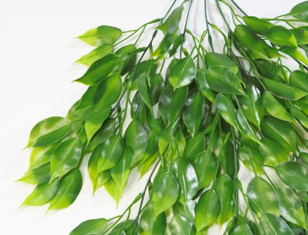 картинка Фикус ампельный от магазина KALINA