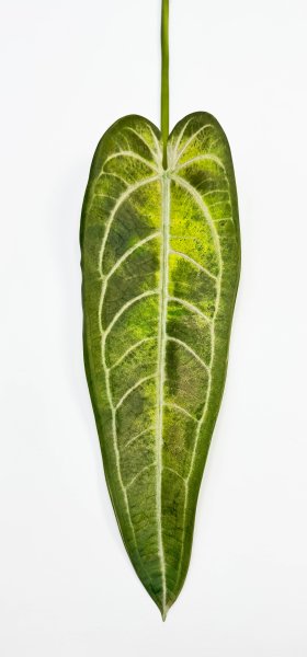 картинка Антуриум "Варока осень"  от магазина KALINA