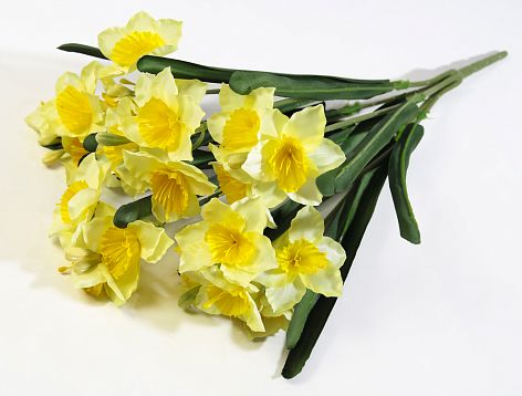 Букет Нарциссов "Космос" 21 цветок от магазина KALINA являющийся официальным дистрибьютором в России 
