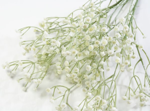 Ветка Гипсофилы