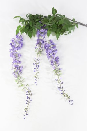 Глициния лавандовая