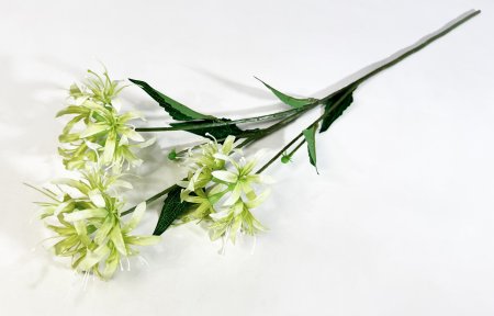 Ликорис зеленый