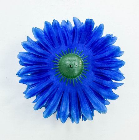 Хризантема "Софочка" синяя