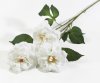 Ветка розы Маргарет Меррил белая