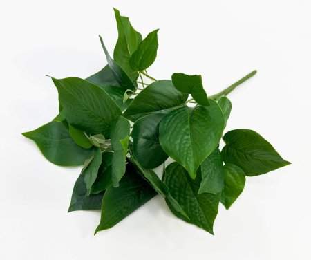 картинка Эпипремнум 9 веток от магазина KALINA