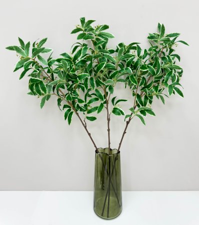 картинка Хойя на высокой ноге от магазина KALINA