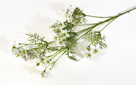 Нигелла молочная