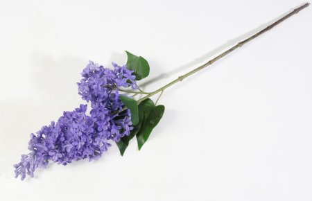 Ветка сирени фиолетовая