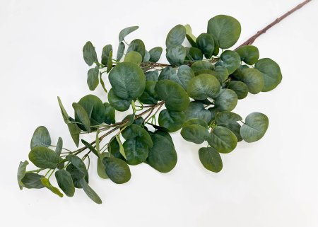 Эвкалипт ветка "Великан"