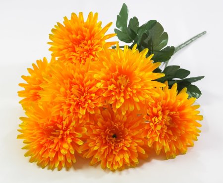 Астра Богиня солнца 7 цветков