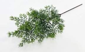 картинка Туя "Летняя пора" темно-зеленая от магазина KALINA