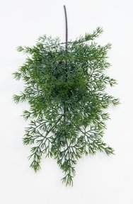 картинка Туя "Летняя пора" темно-зеленая 2 от магазина KALINA