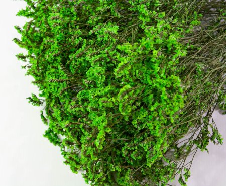 Лимониум стабилизированный 5