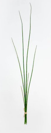 картинка Хвощ зимующий от магазина KALINA