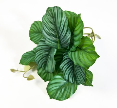 картинка Орбифолия малая от магазина KALINA