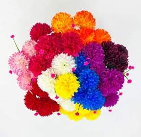 Хризантема "Гречанка" 7 цветков