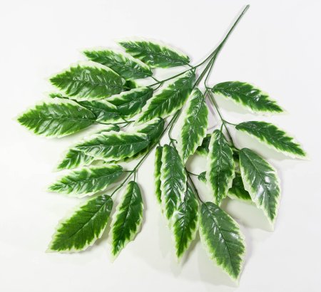 Лист манго с белой каймой 5 ответвлений