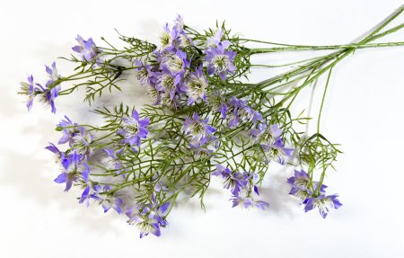 Нигелла сиреневая