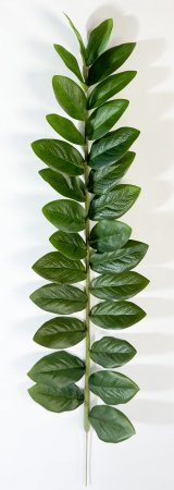 картинка Замиокулькас 4 (27листов) от магазина KALINA