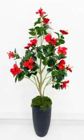 Куст гибискуса красный БЕЗ КАШПО