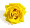Насадка розы Эстер желтый бархат