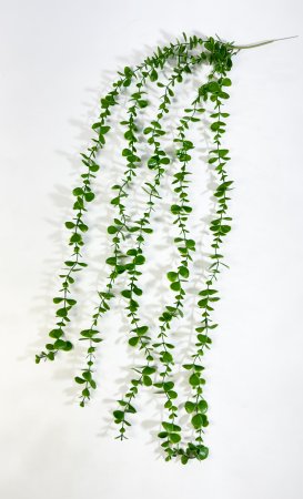 картинка Эвкалипт ампельный от магазина KALINA