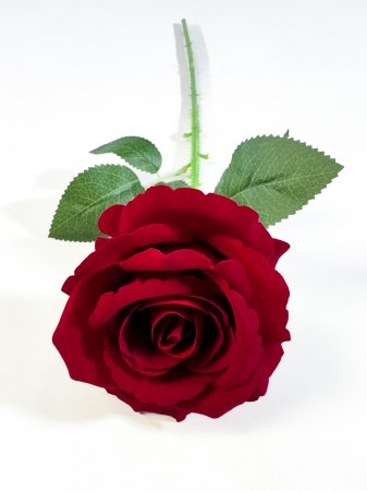 Роза с шипами "Лукерья"