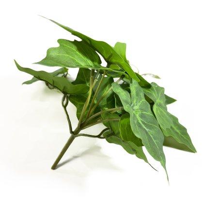 картинка Сингониум 16 листов от магазина KALINA