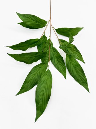 картинка Аглаонема декоративная зеленая от магазина KALINA