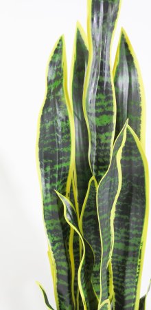 Сансевиерия с желтой каймой в кашпо